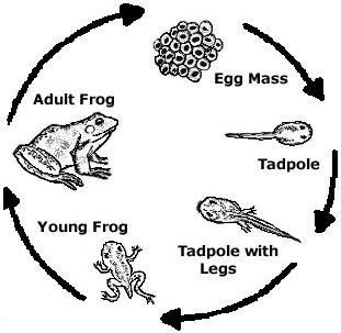 Life Cycle of a Frog - Stages of Frog Development Worksheet